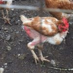 Чому курчата клюють один одного до крові