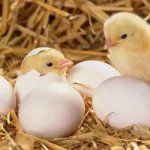 Що було перше: курка чи яйце — відповідь є